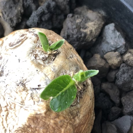 pachypodium  brevicaule恵比寿笑い《S size》※現地球発根後店主国内管理2年株※逆に流通少なき激かわサイズ‼︎ほっこりし堪らない一株‼︎※mad black pot植え