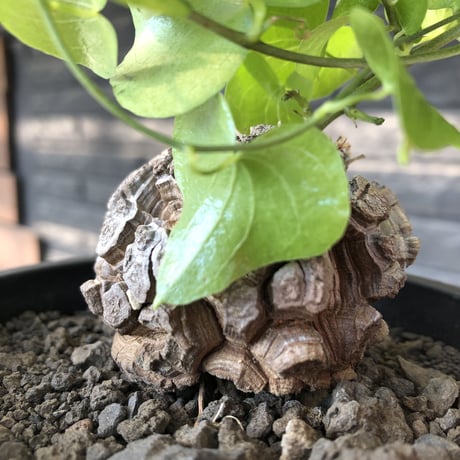 dioscorea elephantipes アフリカ亀甲竜《小さめM size》※現地球発根後店主国内管理3年株※compactながら堀が深くゴツゴツ感強き一株※mad black pot植え