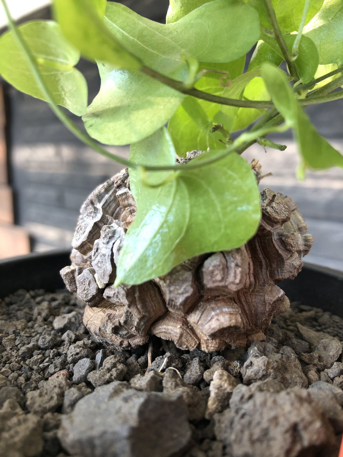 dioscorea elephantipes アフリカ亀甲竜《小さめM size》※現地球 dioscorea elephantipes アフリカ亀甲竜《小さめM size》※現地球