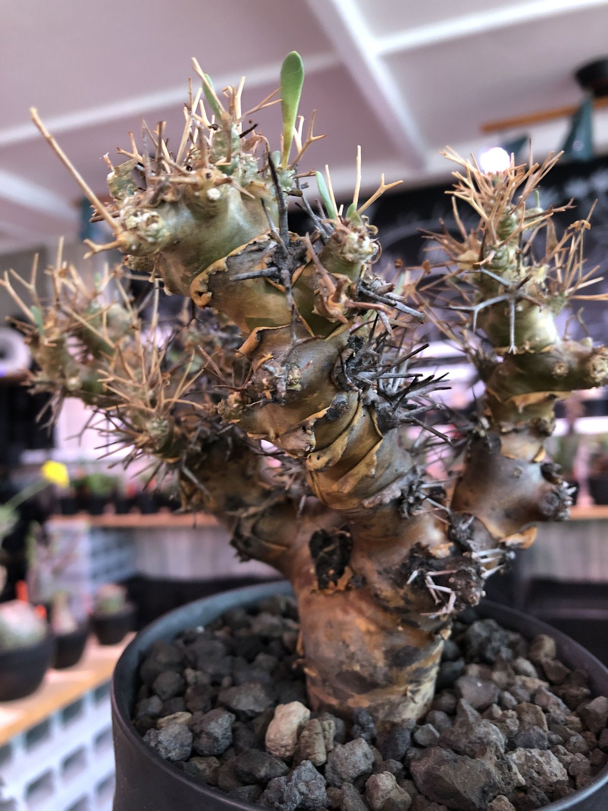 ユーフォルビア エクロニー 鬼笑い 塊根植物 - 植物/観葉植物