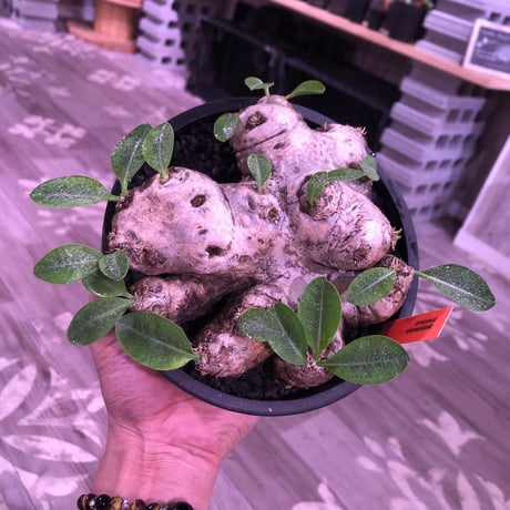 packypodium  brevicaule  恵比寿笑い《Msize》※bestサイズな笑い‼︎　※mad black pot植え