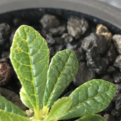 希少‼︎ dorstenia gigas《S size》littmon  seed🌱（実生株）※今季成長&枝振りに期待できる将来有望人気者ギガス※mad black pot植え