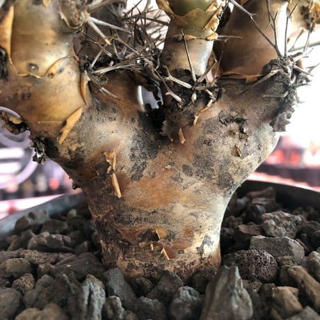 othonna   euphorbioides《L size》※現地球発根済株※どっしり構えの男前‼︎極太幹が堪らない良樹形株※鉄製鉢植え