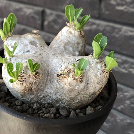 pachypodium  brevicaule恵比寿笑い《M size》※現地球発根後店主国内管理3年株※美しい肌を持つ手乗りサイズ感‼︎※mad black bowl pot植え