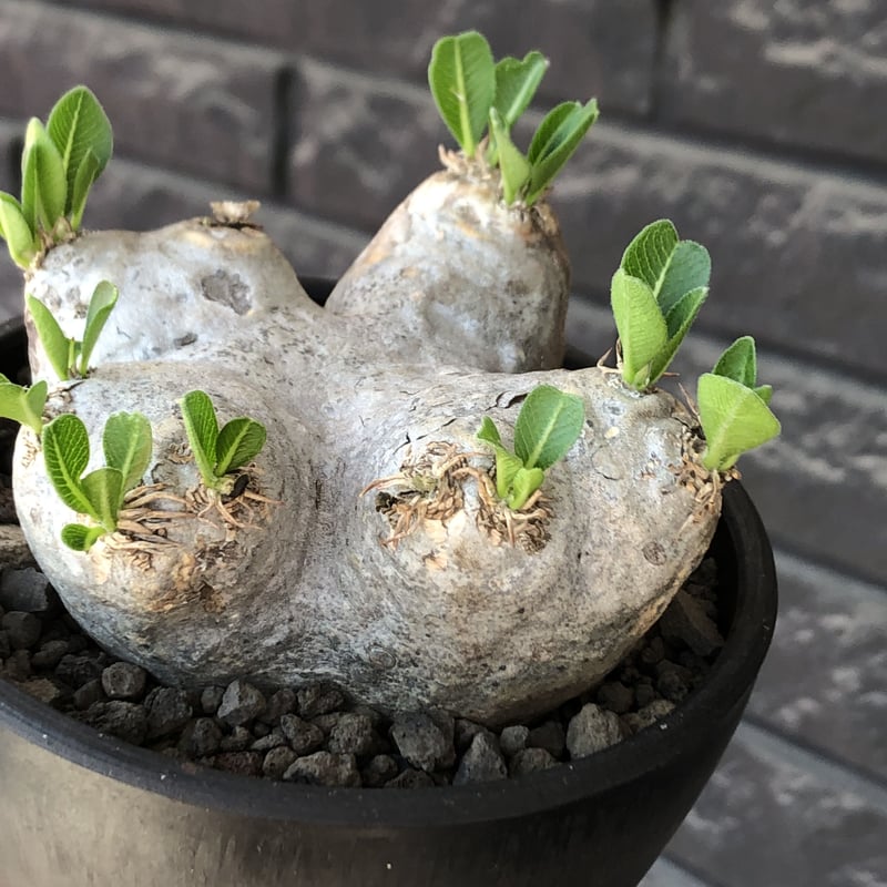 pachypodium brevicaule恵比寿笑い《M size》※現地球発根後店主国内...