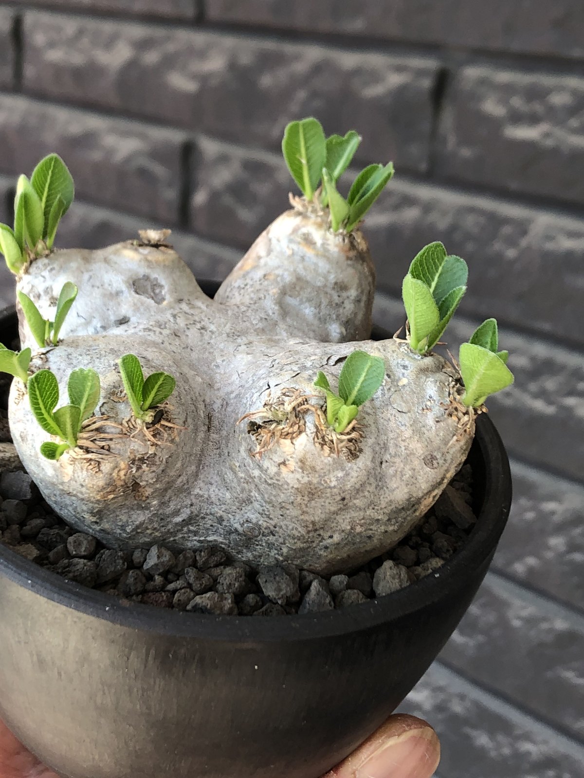 pachypodium brevicaule恵比寿笑い《M size》※現地球発根後店主国内