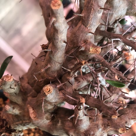 alluaudia    comosa《L size》※現地球発根済み株‼︎※balance良き単頭立ちコモサ‼︎ ※店主管理国内1年株‼︎　※希少株‼︎