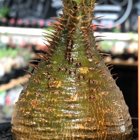 pachypodium gracilius《小さめM size》※現地球株発根済※とびきり球体感強きgreen肌で堪らなくかわいい一株‼︎※black bowl pot植え