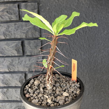 fouquieria  ochoterenae《M size》※ワインレッドcolorの幹に赤とシルバーの棘、そして波打ち葉が特徴点な大変カッコいい一株‼︎※mad black pot植え※限定２株