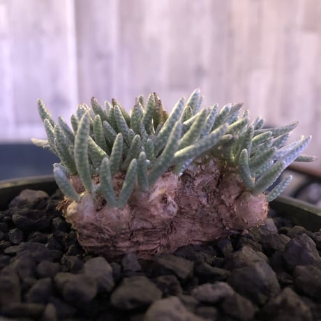 avonia   alstoni 《M size》 mad black  bowl pot植え　※愛おしさが堪らない!冬型の人気者