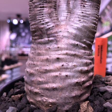 packypodium  gracilius《M  size》※現地球発根済株‼︎※しっかり発根したボコボコ&筋筋強きbalance良きグラキ‼︎※mad black pot植え
