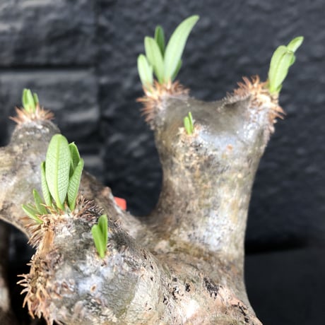 packypodium  brevicalyx《L L size》※現地球発根済株※荒い肌質に極太幹がwildすぎる上、美術的＆interior性高き激オススメ株※mad black pot植え
