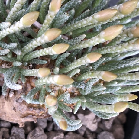 avonia  alstonii《XL size》※現地球発根後店主国内管理13年株※年代物且つ驚愕big株‼︎二度と手に入らないサイズ感‼︎ver.pink花※ mad black pot植え