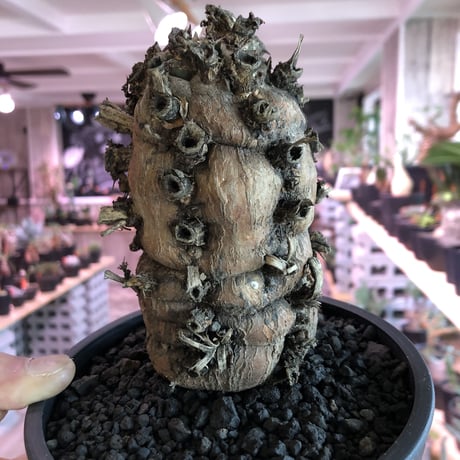 euphorbia   mlanjeana《M size》驚愕株‼️激希少‼︎‼️ ※mad black pot植え  ⚠️店舗用在庫ございます。お問い合わせ下さい。