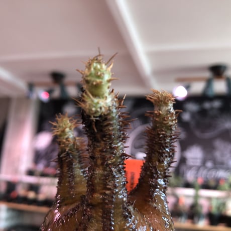 pachypodium  gracilius《M size》サビ加工的表皮※現地球発根済株※店主国内管理3年株※大変渋カッコ良く錆加工みたく荒い装い※mad black pot植え