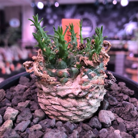 euphorbia gorgonis《M size》※人気🐙タコものユーフォルビア‼︎綺麗な多肉質の葉と塊根部分の木質化が魅力‼︎※mad  black bowl pot植え　※限定2株