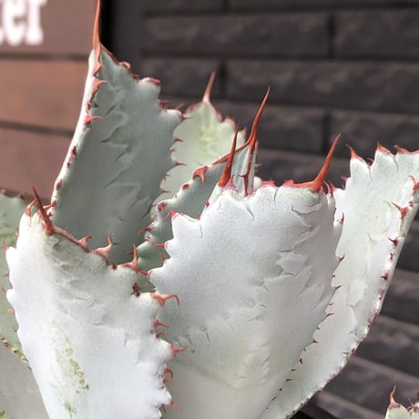 agave guadalajalana《L size》※現地球株発根済※大きめ且つ締まり良き美しい選抜株※mad black bowl pot植え