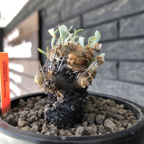 othonna  euphorbioides《M size》※現地球発根後店主国内管理3年株※枝幅も広くオイデスらしい両樹形な纏まり良き一株※mad black pot植え
