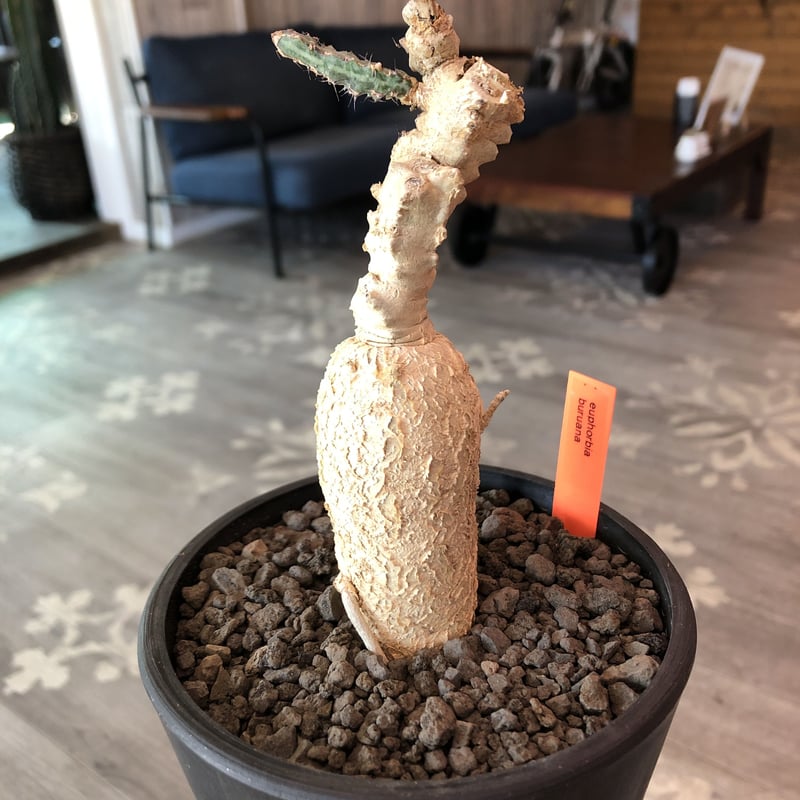euphorbia buruana《M size》※塊根ユーフォルビアの中で最も希少性高き