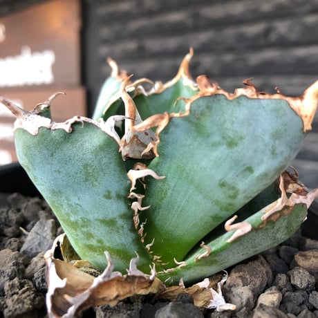 agave titanota  白鯨陽炎type《M size》※現地球株発根済※ウネウネ強き鋸歯に幅広肉厚タイプ※black pot植え