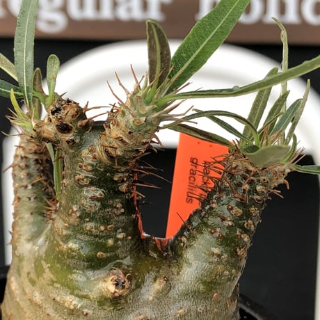 pachypodium  gracilius《大きめS size》激希少‼︎極green肌※現地球発根済株※店主国内管理2年株※手を開いたような良き枝振りな低重心樹形※mad black pot植え