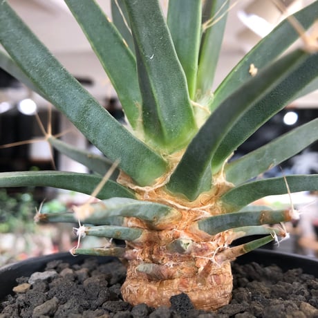 leuchtenbergia principis 晃山《L size》※現地球大株カキ仔発根済※どっしり構えの極太株‼︎育ちと共により味深くなり強靭で育てやすい一属一種※black pot植え