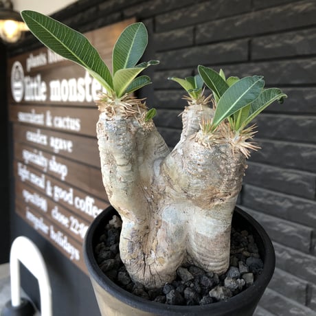 pachypodium  eburneum《M  size》※現地球発根後店主国内管理5年株※白肌岩肌質にエブレらしい樹形が堪らなく丁度良きサイズ感※mad black pot植え