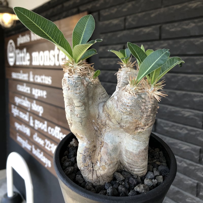 pachypodium eburneum《M size》※現地球発根後店主国内管理5年株※