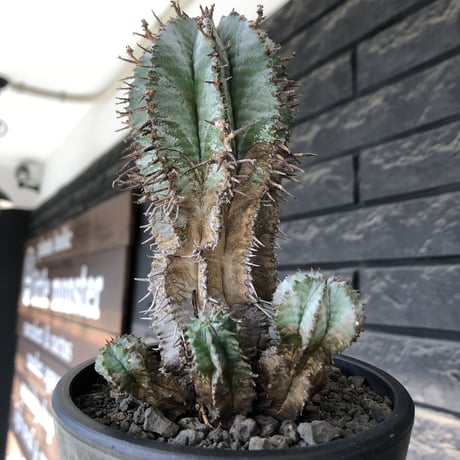 euphorbia horrida《大きめM size》子吹き群生株※現地球発根後店主国内管理6年株※ワイルドな木質化と荒々しく刺々しい男前な出立ち※mad black pot植え