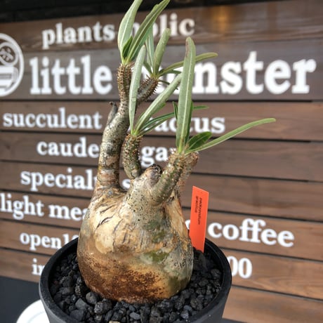 packypodium  gracilius《M size》※現地球発根済株※店主国内管理3年株※頭頂部全体が現地焼けの上、丁度良きサイズ感＆balance良樹形※mad black pot植え