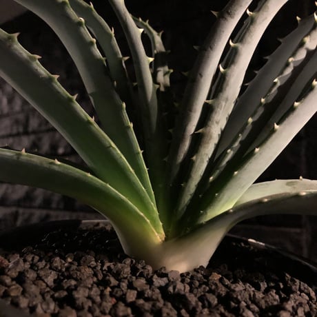 aloe   argyrostachys《L size》現地球発根済み‼︎ マダガスカルの希少種‼︎　※mad black  marble bowl pot植え