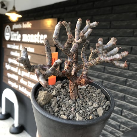 pelargonium  mirabile《大きめM size》※現地球店主国内管理4年株※愛おしく堪らない冬型の人気者‼︎極weight低き良枝振り樹形※mad black pot植え