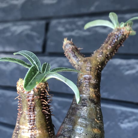 pachypodium gracilius《小さめM size》現地焼け肌※現地球発根後店主国内管理3年株※岩肌に当たり育ったエグれ傷を持つwildな出立ちが堪らない※mad black pot植え