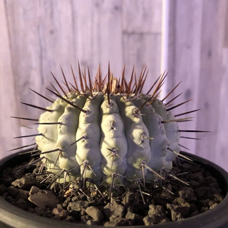 copiapoa   cinerea  var.columna-alba《M size》 現地球発根済み株  ※店主管理9年株 ※激推し株‼︎白さ際立つ孤竜丸※ mad black  pot植え