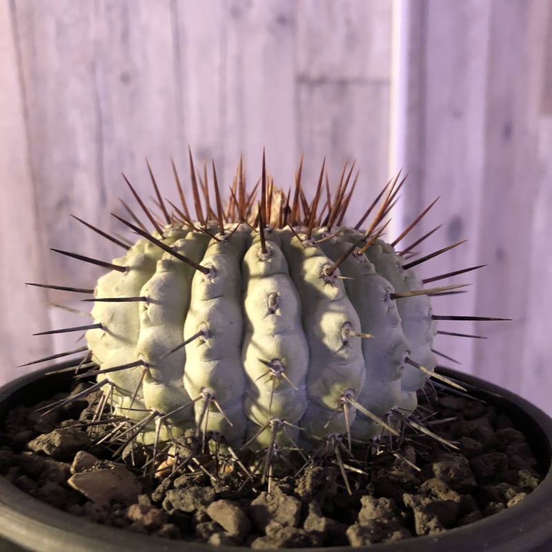 copiapoa cinerea var.columna-alba《M size》 現地 copiapoa cinerea var.columna-alba《M size》 現地