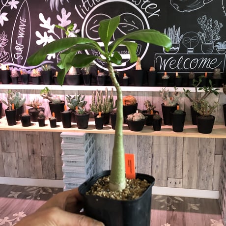 packypodium decaryi《Msize》
