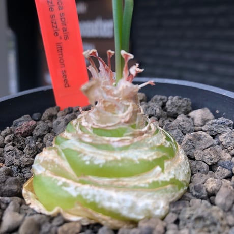 albuca spiralis cv.frizzle sizzle《L size》※littmon seed株※より強くカールが出る良きサイズなフリズルシズル‼︎※black bowl pot植え
