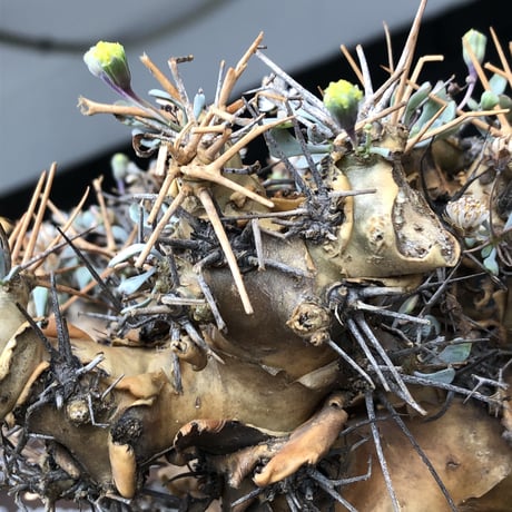 othonna  euphorbioides《L L size》※現地球発根後店主国内管理6年株※極太幹のどっしり構え&良枝振りvolume満点樹形※mad black pot植え
