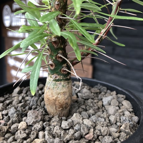 fouquieria  purpusii《大きめM size》希少大きめ株※現地球発根済株※株元大きめのbalance＆肌質＆特化した美しい柄‼︎オススメ株※mad black pot植え
