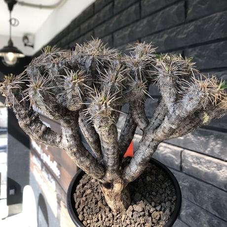 euphorbia  guillauminiana《大きめL size》※現地球発根後店主国内管理3年株※太めな幹に躍動する枝振りbalanceも堪らない良樹形※mad black pot植え
