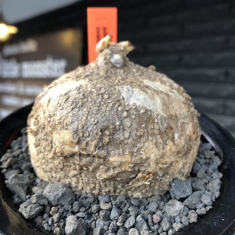 adenia ovata《L size》激希少種※現地球発根後店主国内管理7年株※恐竜の🥚卵かの如く‼︎味深き装いの希少種※信楽陶器鉢植え