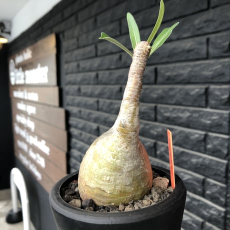 pachypodium gracilius《大きめS size》希少yellow肌※現地球発根後店主国内管理3年株※ぼってり樹形に特化したカラーが可愛い装い※mad black pot植え