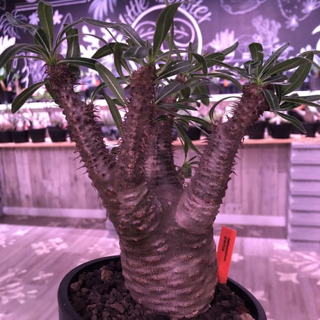 packypodium  gracilius《M size》※現地球発根済み株‼︎  （限定1株）筋筋とボコボコを主張する枝振り激しいwildグラキ‼︎ ※mad black pot植え