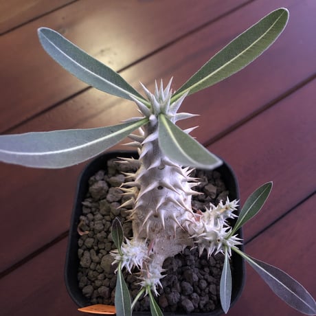 packypodium  densiflorum（M size）