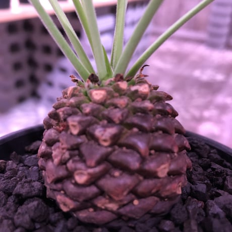 euphorbia    bupleurifolia《鉄甲丸》M  size  ※mad  black  bowl  pot植え