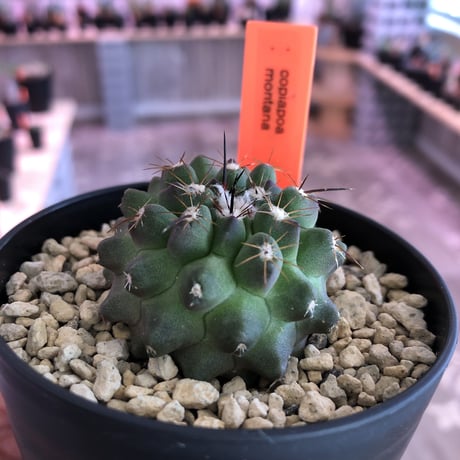 copiapoa   montana《S size》