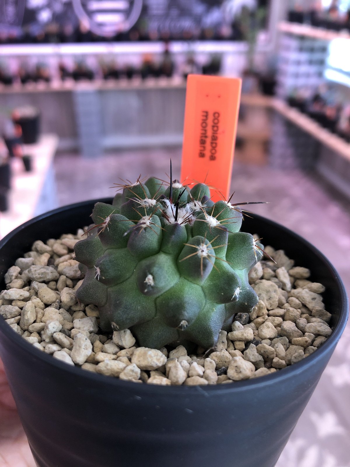 copiapoa montana《S size》 | plants holic 