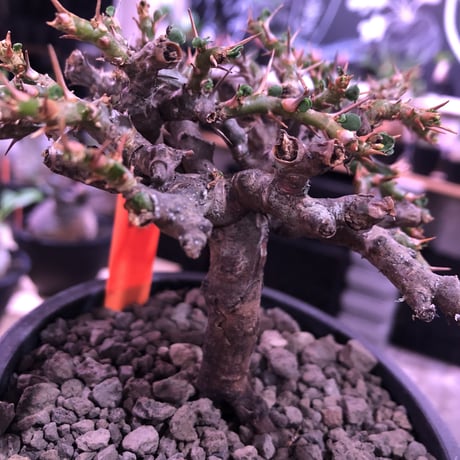 sarcocaulon  vanderietiae《L size》※現地球発根済株※サルコカウロン種‼︎夏型※店主国内管理4年株‼︎※wild枝振り良樹形※mad  black  pot植え