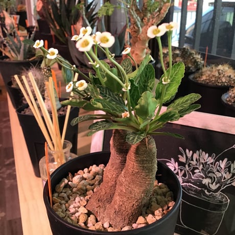 euphorbia    fish bone《S  size》おススメ株