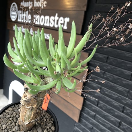 tylecodon reticulatus《L size》※現地球発根済株※店主国内管理6年株※棘も美しく残り幹極太な良樹形‼︎impact抜群な一株※mad black bowl pot植え